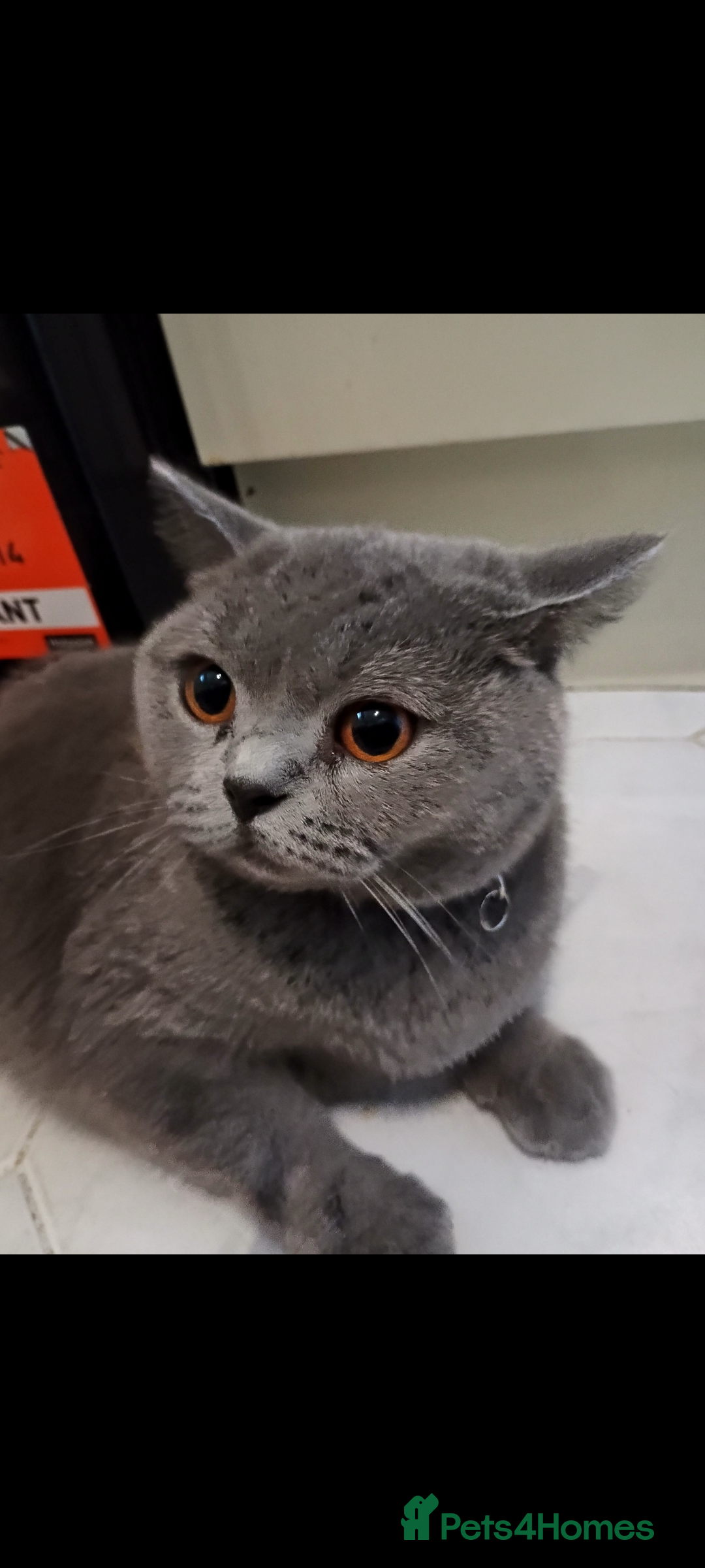 British Shorthair cats for sale: Female British short hair for sale - Image 8