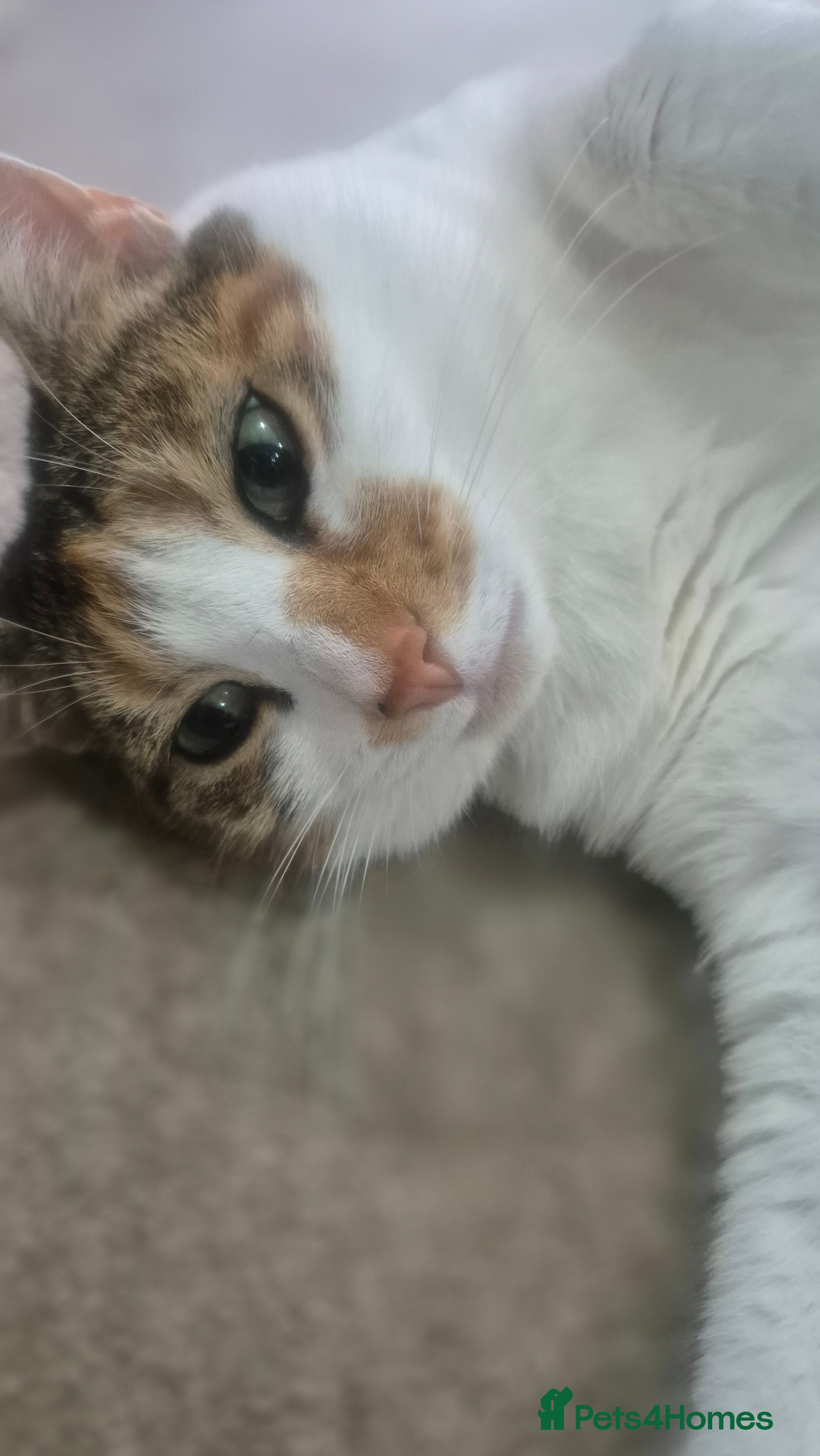 Mixed Breed cats Mimi  - Advert 1