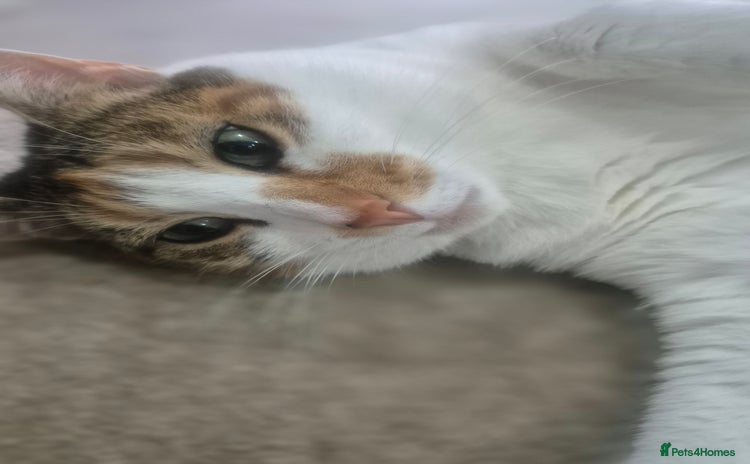 Mixed Breed cats - Advert 16