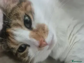 Mixed Breed cats Mimi - Advert 1