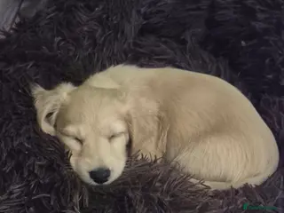 Miniature Dachshund dogs 1 Miniature dachshund KC reg long haired cream - Advert 10