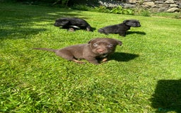 Borador dogs for sale: Lab x collie puppies  - Image 15