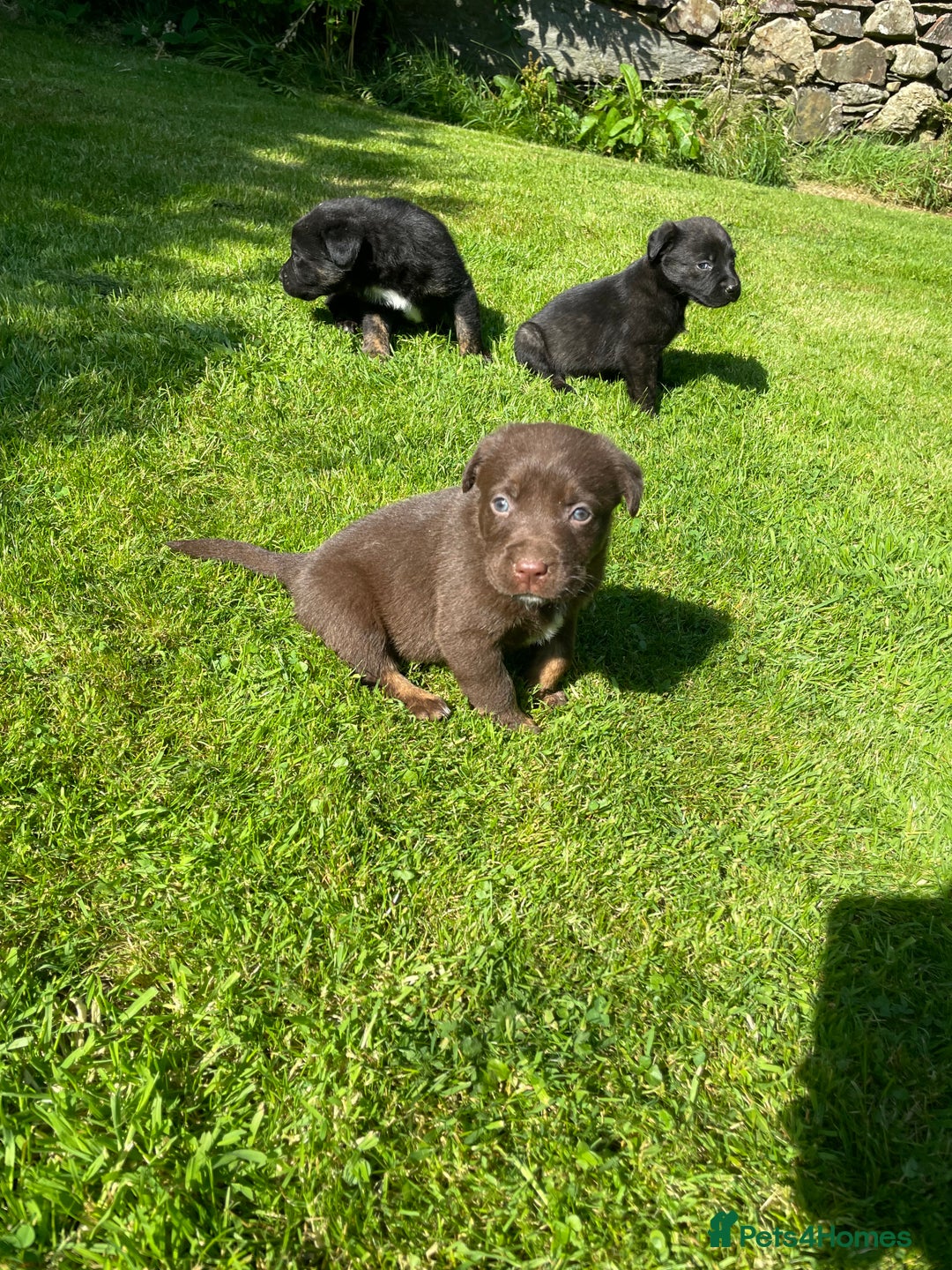 Borador dogs for sale: Lab x collie puppies  - Image 15