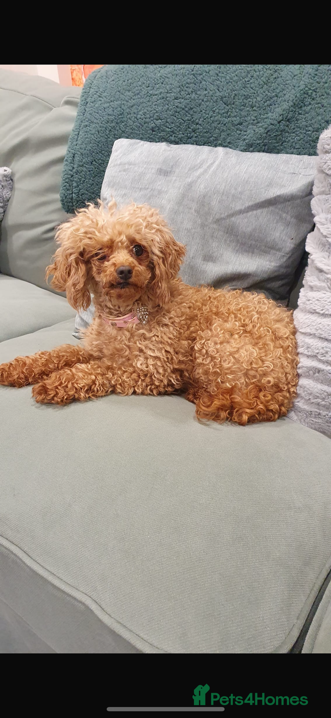 Cockapoo dogs for sale: Miniature cockapoo girl  - Advert 5