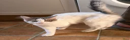 Mixed Breed cats for sale: 6 gorgeous kittens for sale - Advert 33