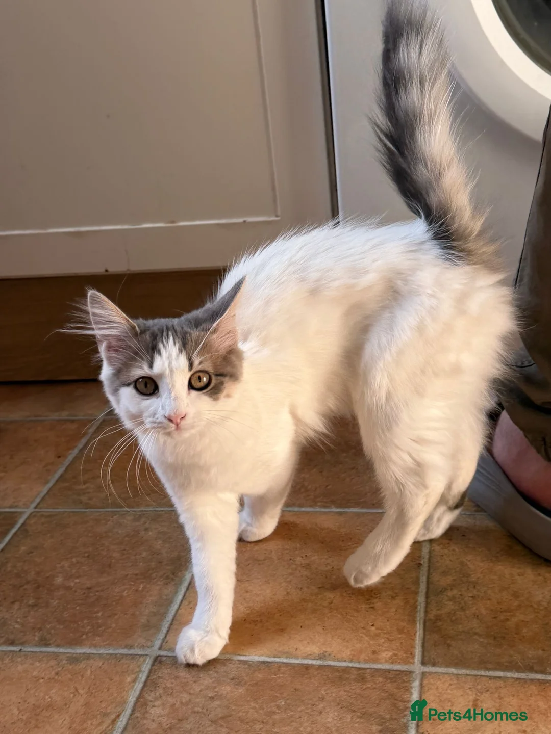Mixed Breed cats for sale: 6 gorgeous kittens for sale - Advert 33