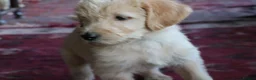 Labradoodle dogs for sale: Lovely Labradoodle Puppies - Advert 24