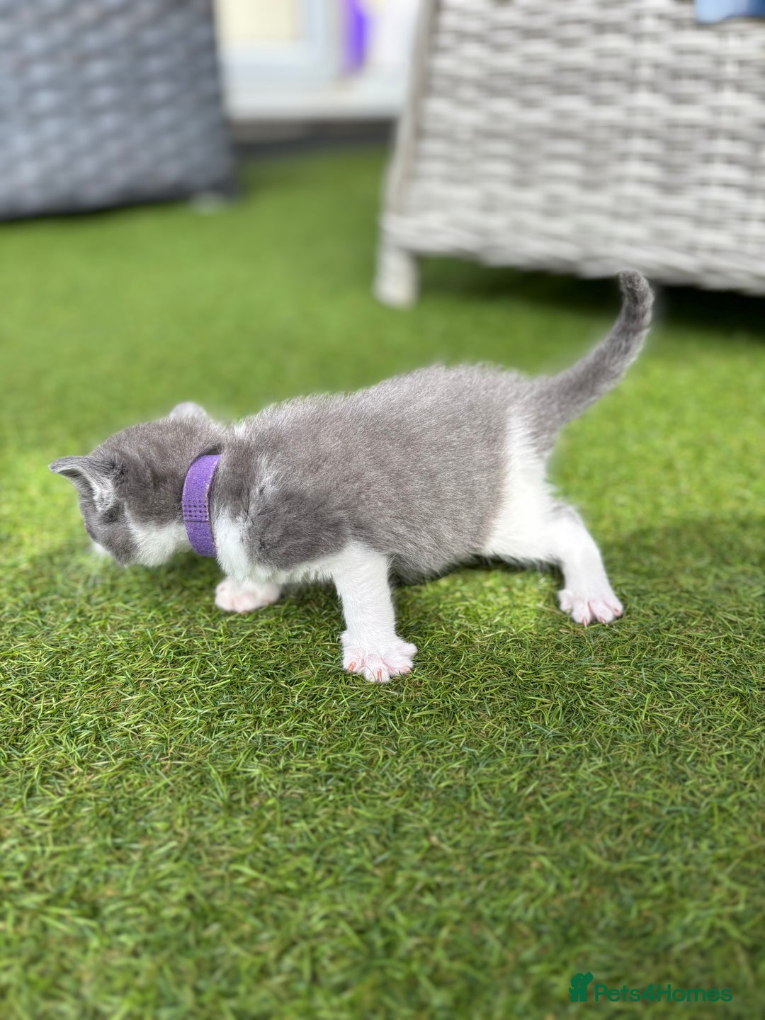 Domestic Shorthair cats for sale: 🐾 Playful, Affectionate Kittens - Image 8