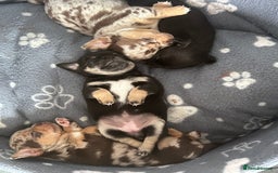 Chihuahua dogs for sale: Chihuahua pups  in London - Image 9