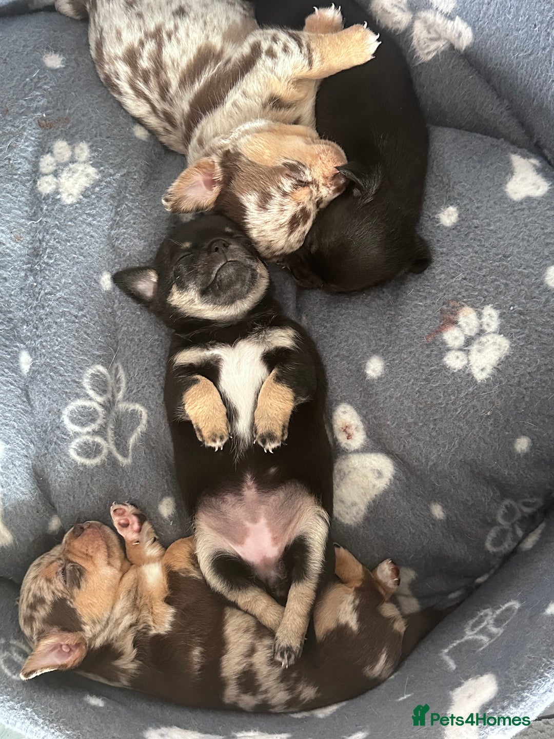 Chihuahua dogs for sale: Chihuahua pups  in London - Image 9
