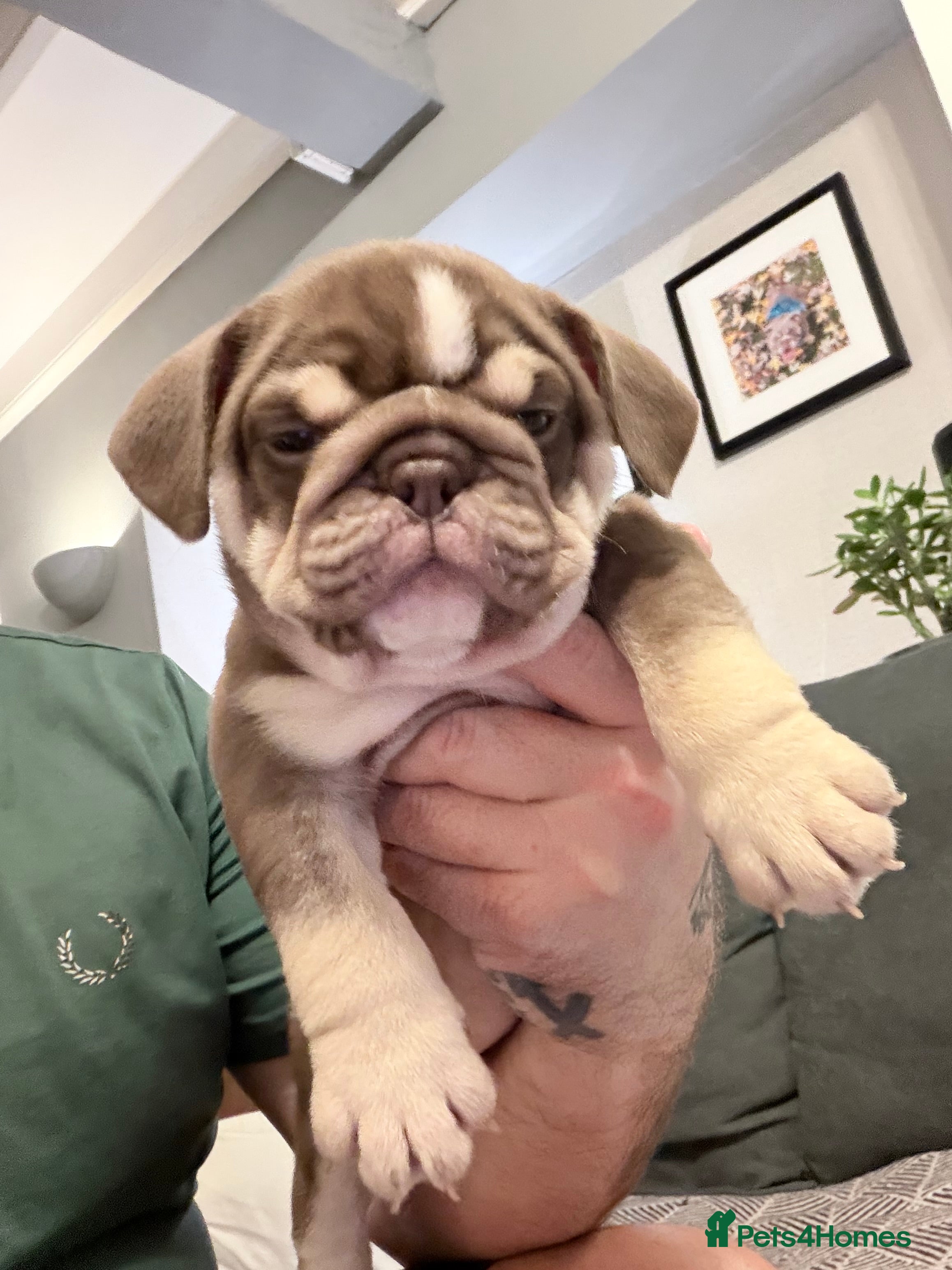 English Bulldog dogs 🏆 Elite KC English Bulldog Puppies – Swansea 🏆 - Advert 15