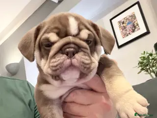 English Bulldog dogs 🏆 Elite KC English Bulldog Puppies – Swansea 🏆 - Advert 15
