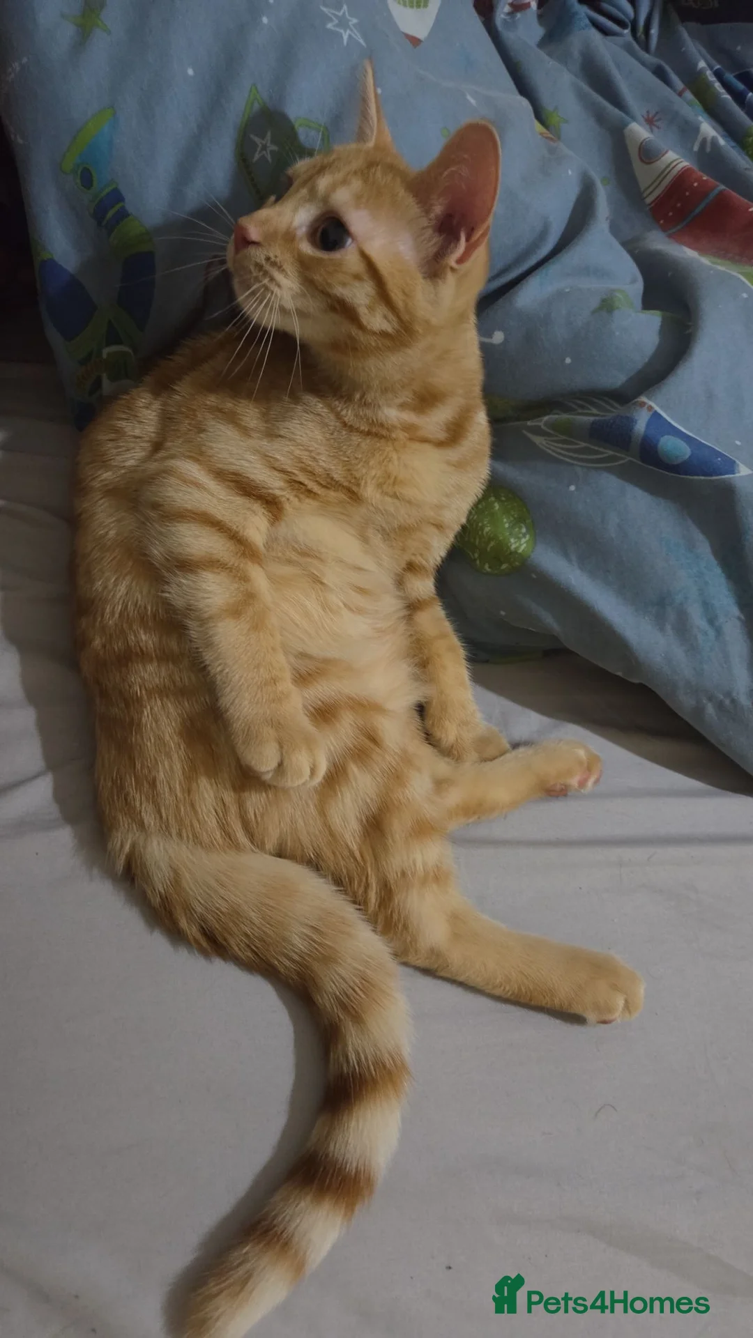 British Shorthair cats for sale: Cat for adoption - Advert 2