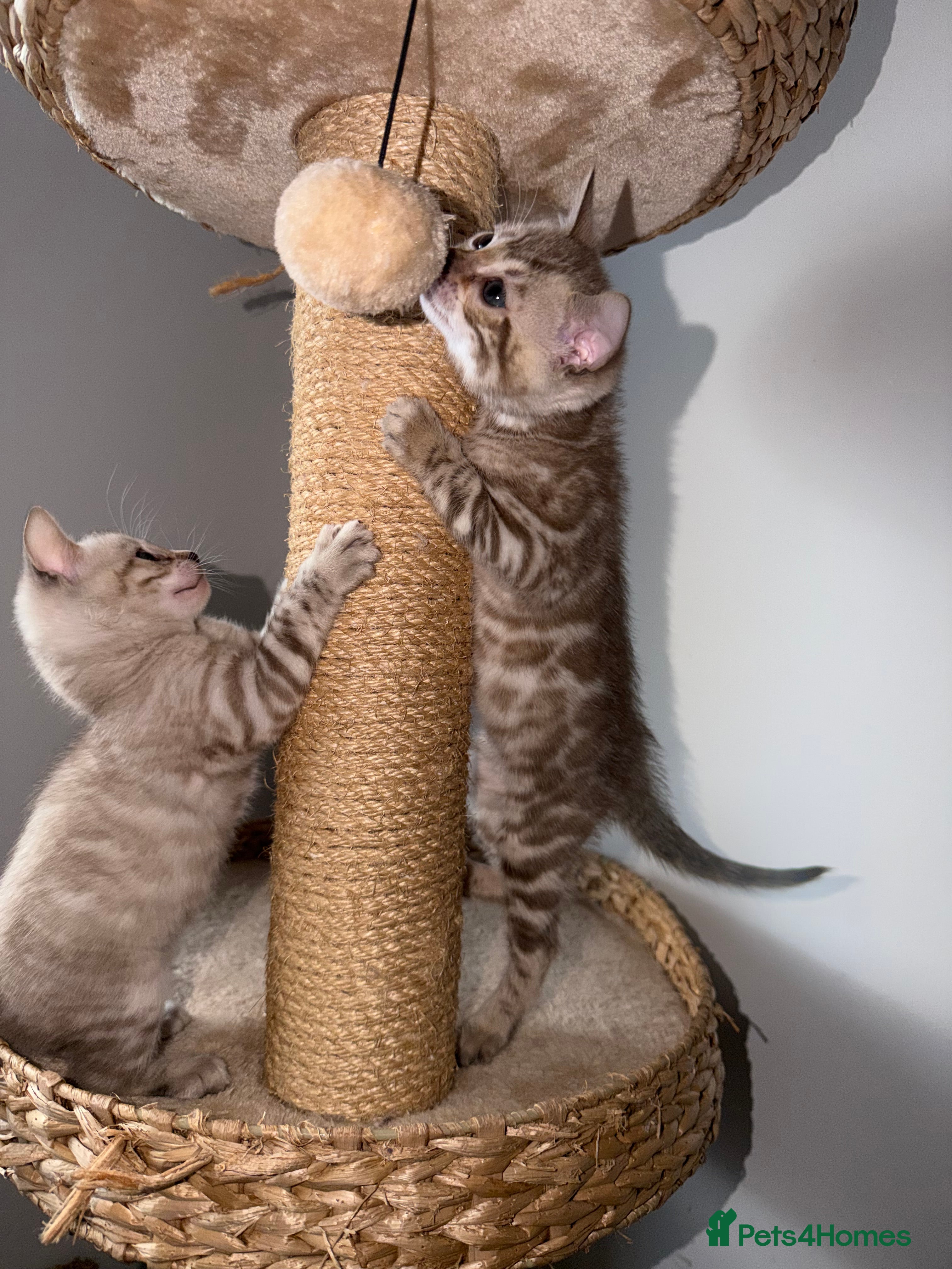 Bengal cats Pure Snow Bengal Kittens, Ready Today!  - Advert 12