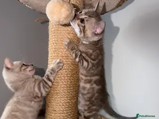 Bengal cats Pure Snow Bengal Kittens, Ready Today! - Advert 12