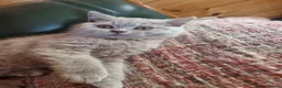 Scottish Fold cats for sale: Last Kittens – Don't Miss Out  - Advert 4
