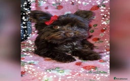 Yorkshire Terrier dogs for stud: Yorkshire Terrier stud - Image 6