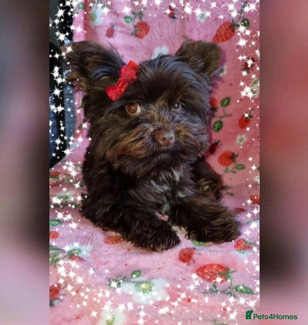 Yorkshire Terrier dogs for stud: Yorkshire Terrier stud - Image 6