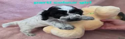 Cockapoo dogs for sale: Rare coloured f1 cockapoo pups - Advert 12