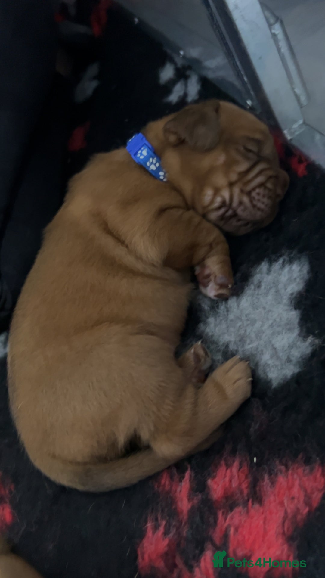 Dogue De Bordeaux dogs for sale: Chunky kc registered dogue de Bordeaux puppies - Advert 11