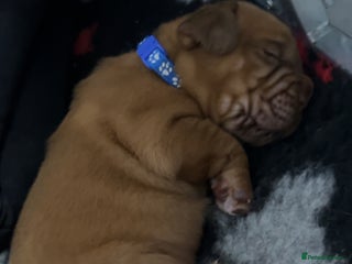 Dogue De Bordeaux dogs Chunky kc registered dogue de Bordeaux puppies - Advert 11
