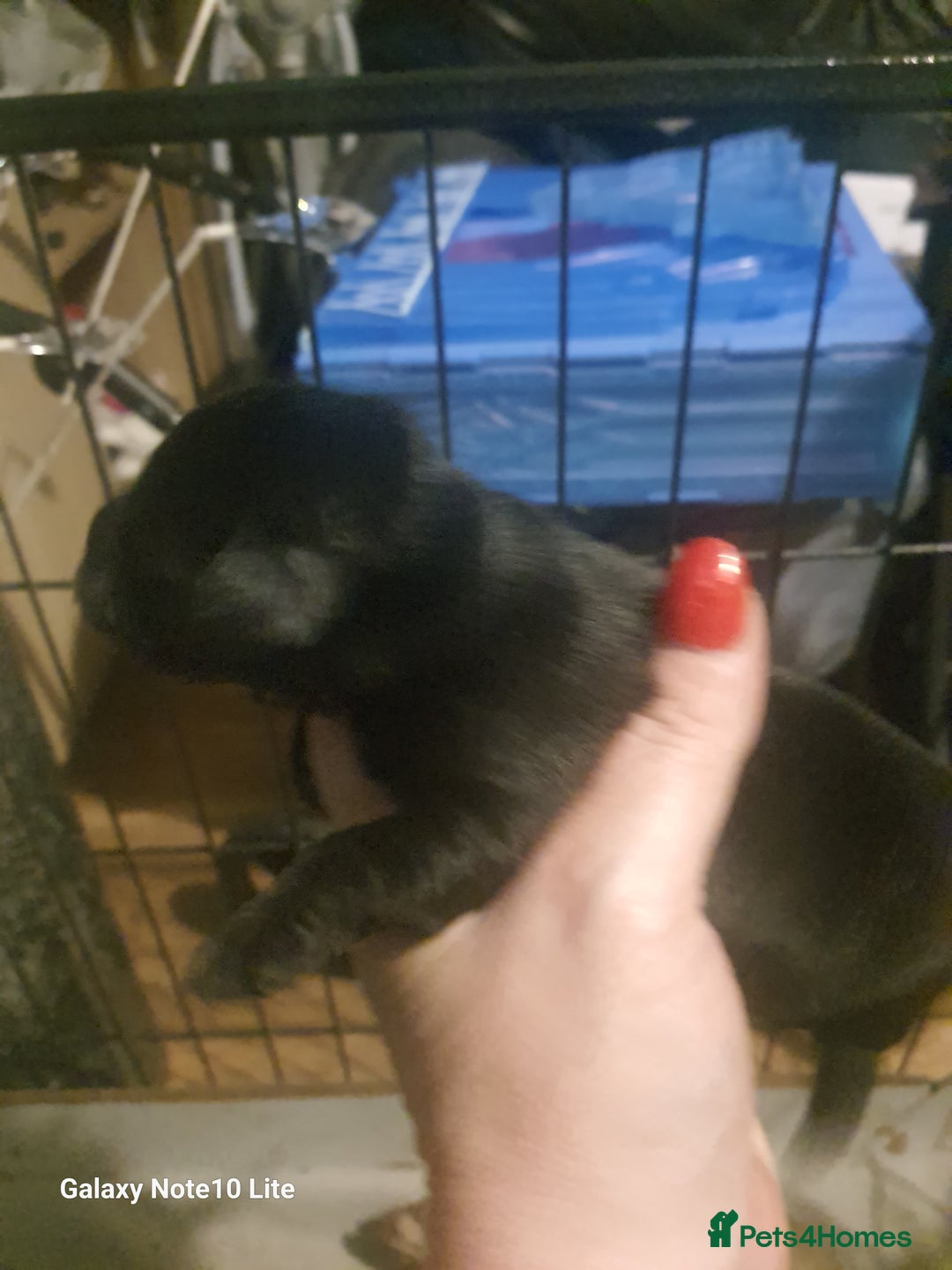 Mixed Breed dogs for sale: Boodles - Advert 4