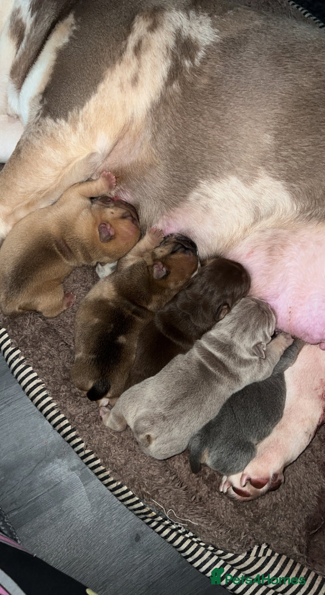 English Bulldog dogs for stud: Red Bulldog Stud - Image 13