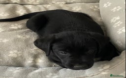 Labrador Retriever dogs for sale: Adorable Labrador puppies - Image 12