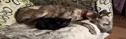 Mixed Breed cats for sale: Ready now, 1 black boy available  - Advert 5
