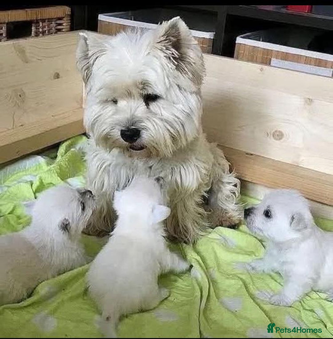 West Highland Terrier dogs for sale: West Highland Terrier  - Image 3