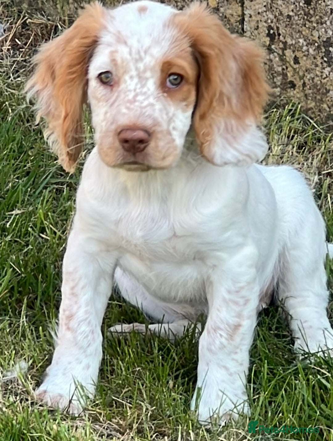 Sprocker dogs for sale: Hollie - Image 7
