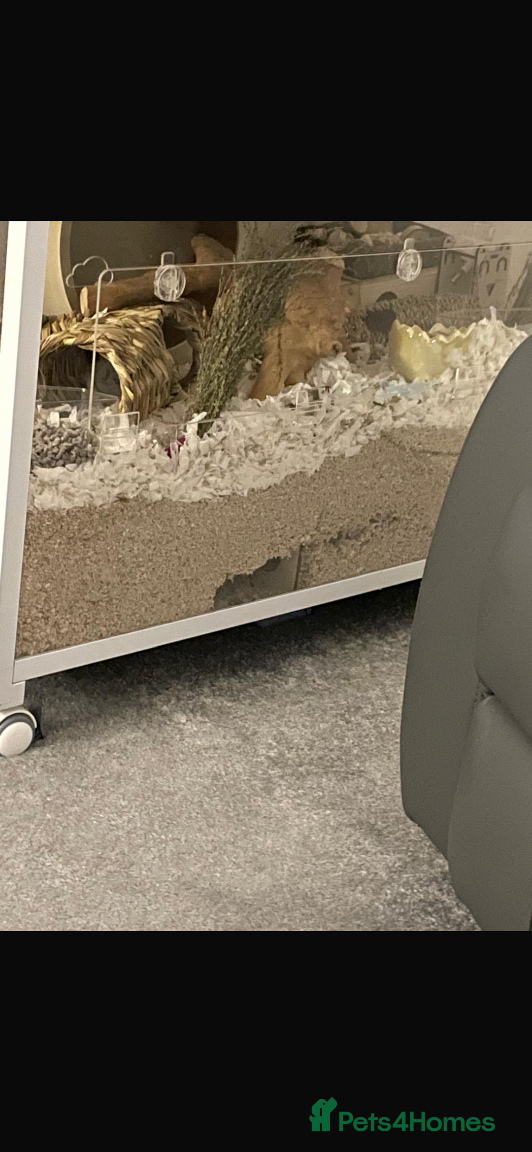 Hamster rodents for sale: Male Syrian Hamster 4 Months Bucatstate included - Advert 6