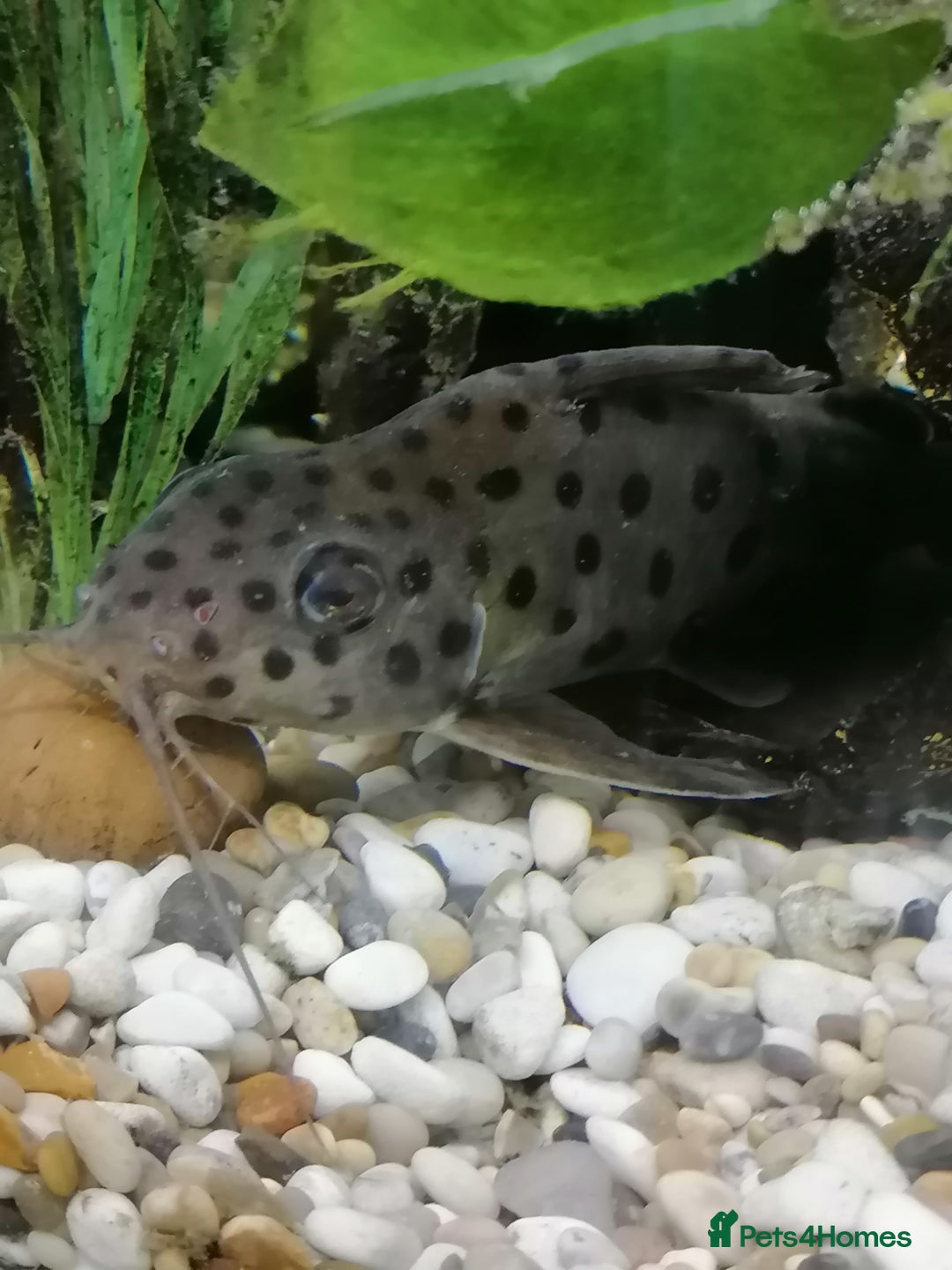 Catfish fish for sale: 2 large cat fish, aquarium and stand - Image 8