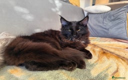 Maine Coon cats for sale: Pedigree ”TICA”  the last kitten left❣️ - Image 20