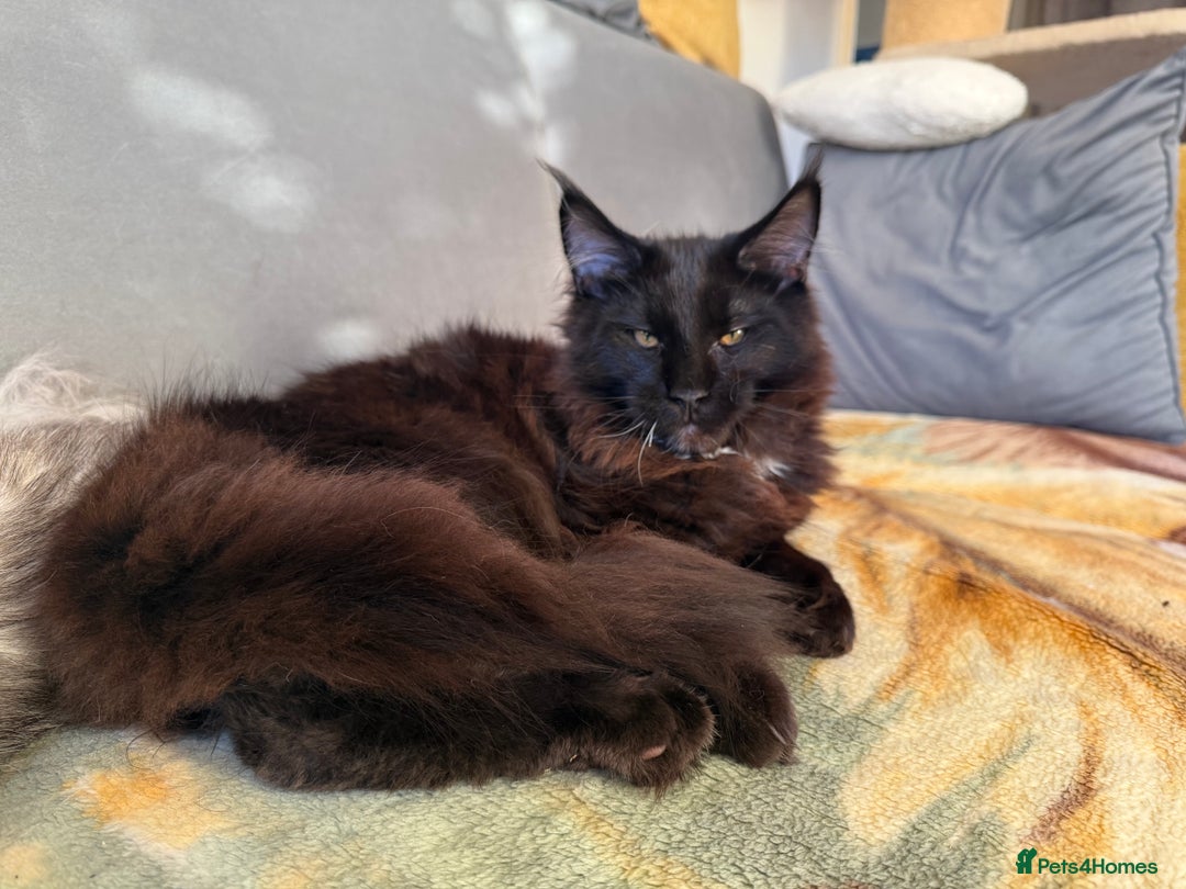 Maine Coon cats for sale: Pedigree ”TICA”  the last kitten left❣️ - Image 20