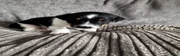 Jack Russell dogs for sale: Jack Russell  in Aylesford - Advert 17