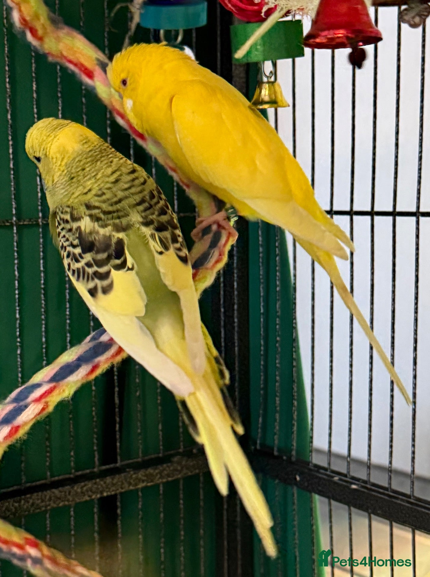 Budgerigars birds Young budgies indoor raised   Runcorn wa7   - Advert 1