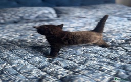 Mixed Breed cats for sale: 2 male kittens.  - Image 4