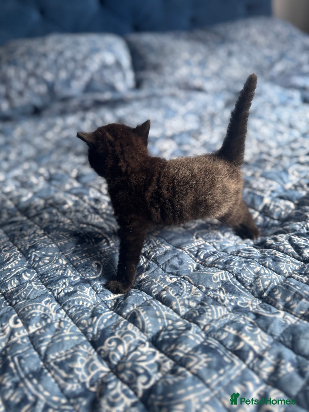 Mixed Breed cats for sale: 2 male kittens.  - Image 4