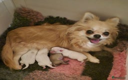 Chihuahua dogs for sale: KC registered 10 month ago smooth dog puppy  - Image 4