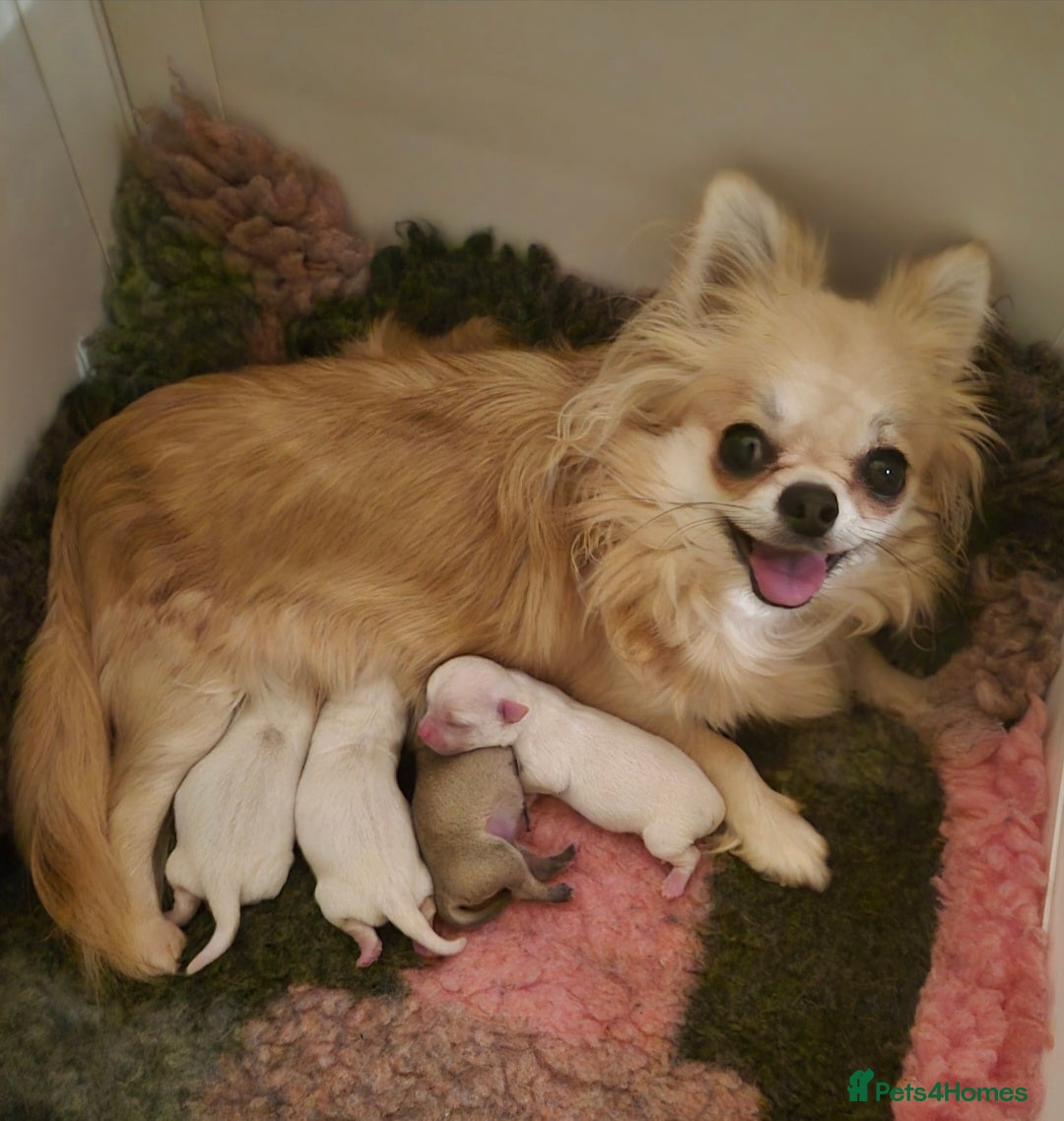 Chihuahua dogs for sale: KC registered 10 month ago smooth dog puppy  - Image 4