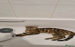 Bengal cats for sale: Amazing King 😻 - Image 5