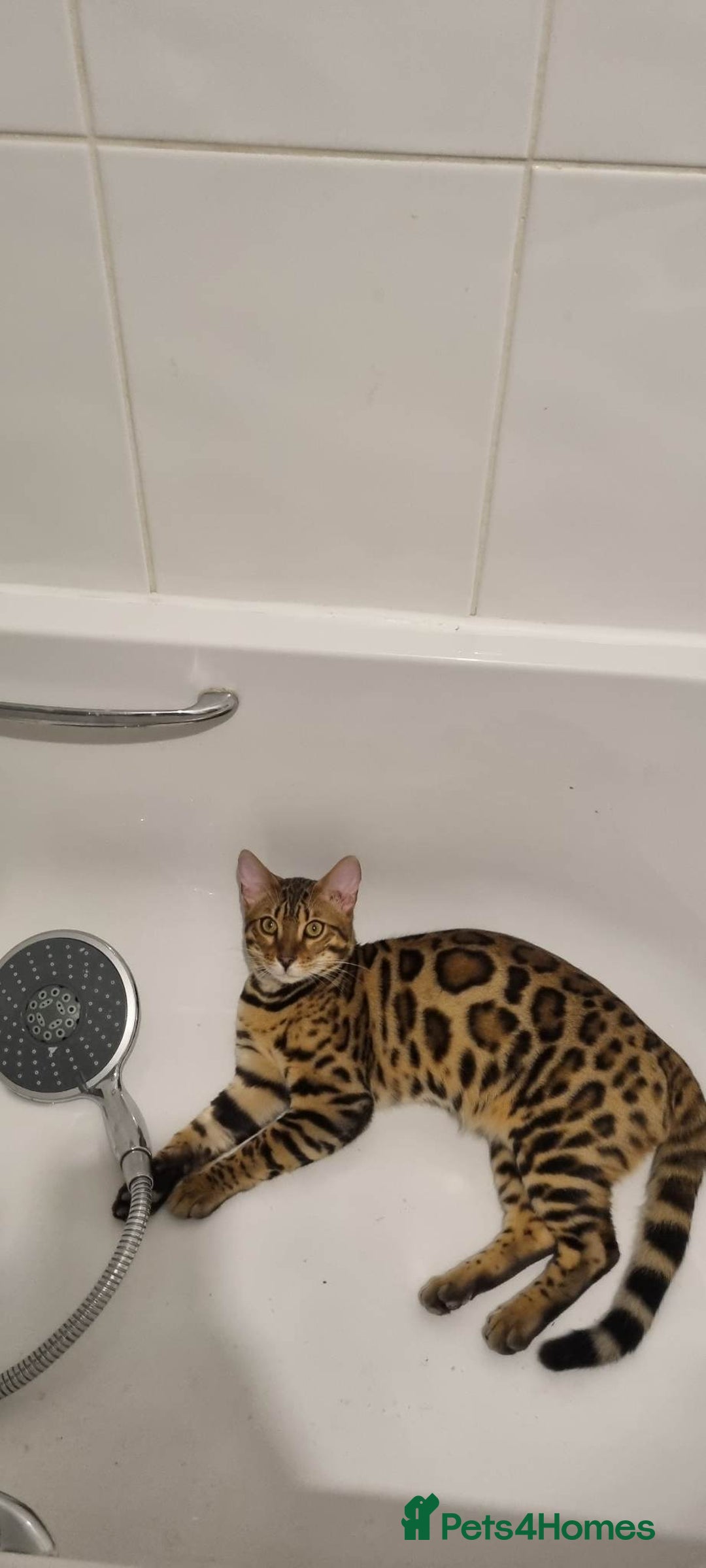 Bengal cats for sale: Amazing King 😻 - Image 5