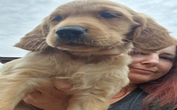 Golden Retriever dogs for sale: Red pups KC Registered Golden Retriever in Oxted - Image 29