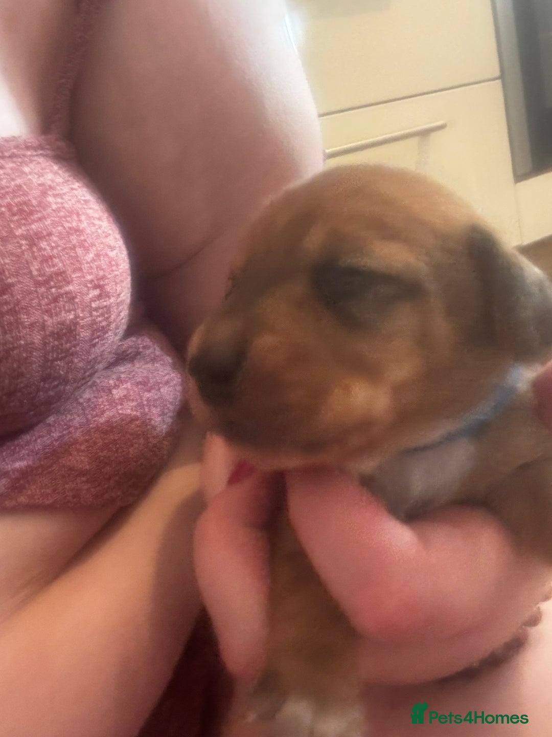 Mixed Breed dogs for sale: Cocker spaniel x bagal x miniature dashound - Advert 21