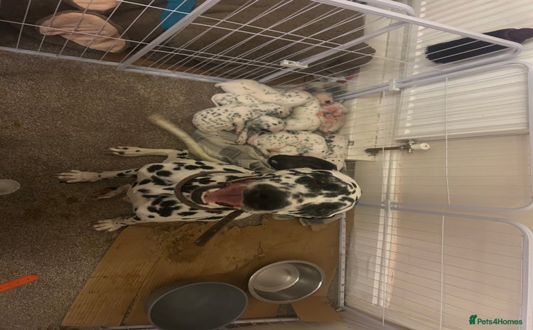 Dalmatian dogs Beautiful kc registered Dalmatians  - Advert 5