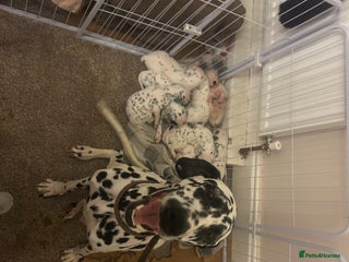 Dalmatian dogs Beautiful kc registered Dalmatians - Advert 4