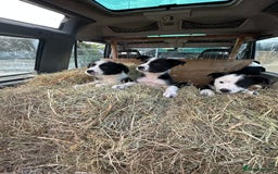 Border Collie dogs for sale: For sale 6 beautiful border collie puppies  - Image 2