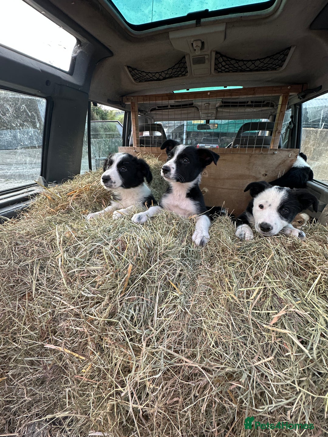 Border Collie dogs for sale: For sale 6 beautiful border collie puppies  - Image 2