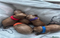 Cavapoo dogs for sale: Gorgeous Puppies ✨🐶 5 in litter Cavapo f1b dog   - Image 20